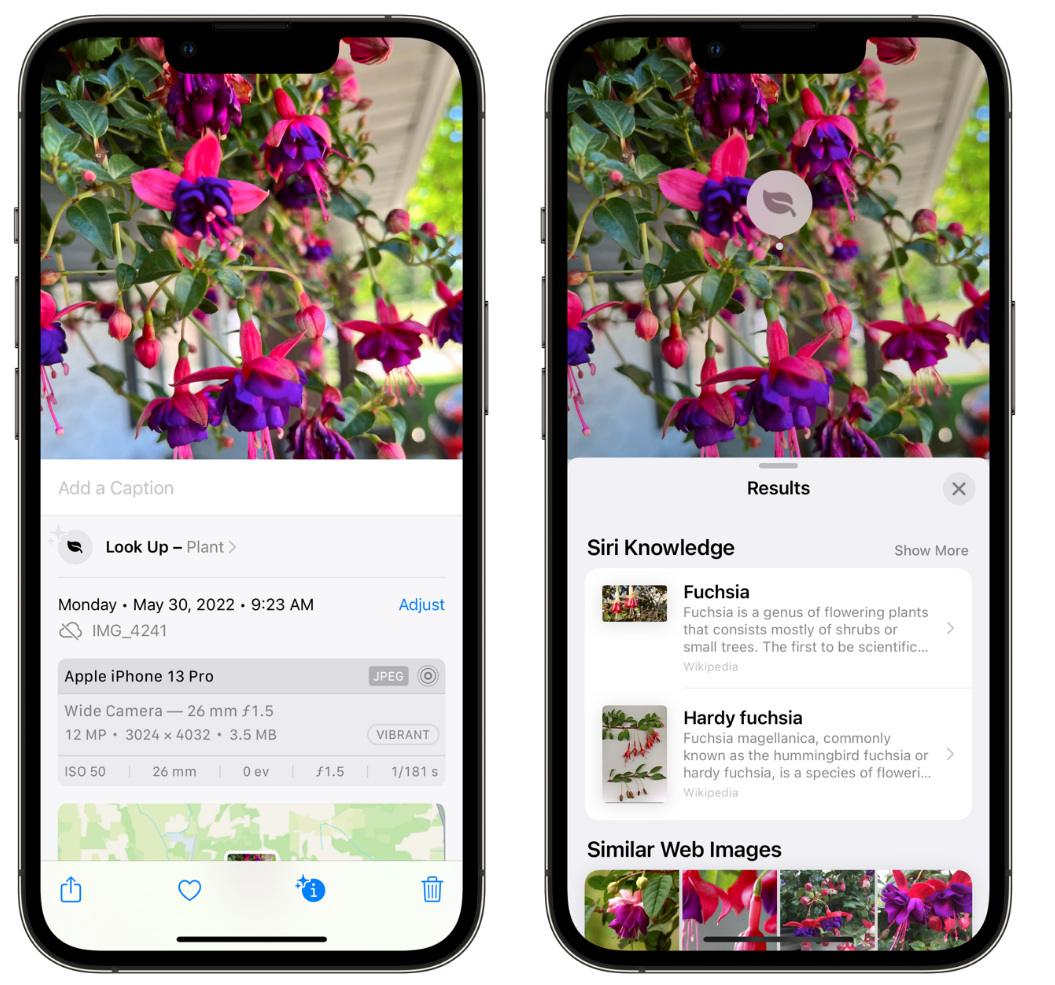 南江苹果手机维修分享小技巧：使用 iPhone 相机识别花卉植物 